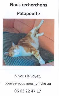 Chat perdu - Patapoufe