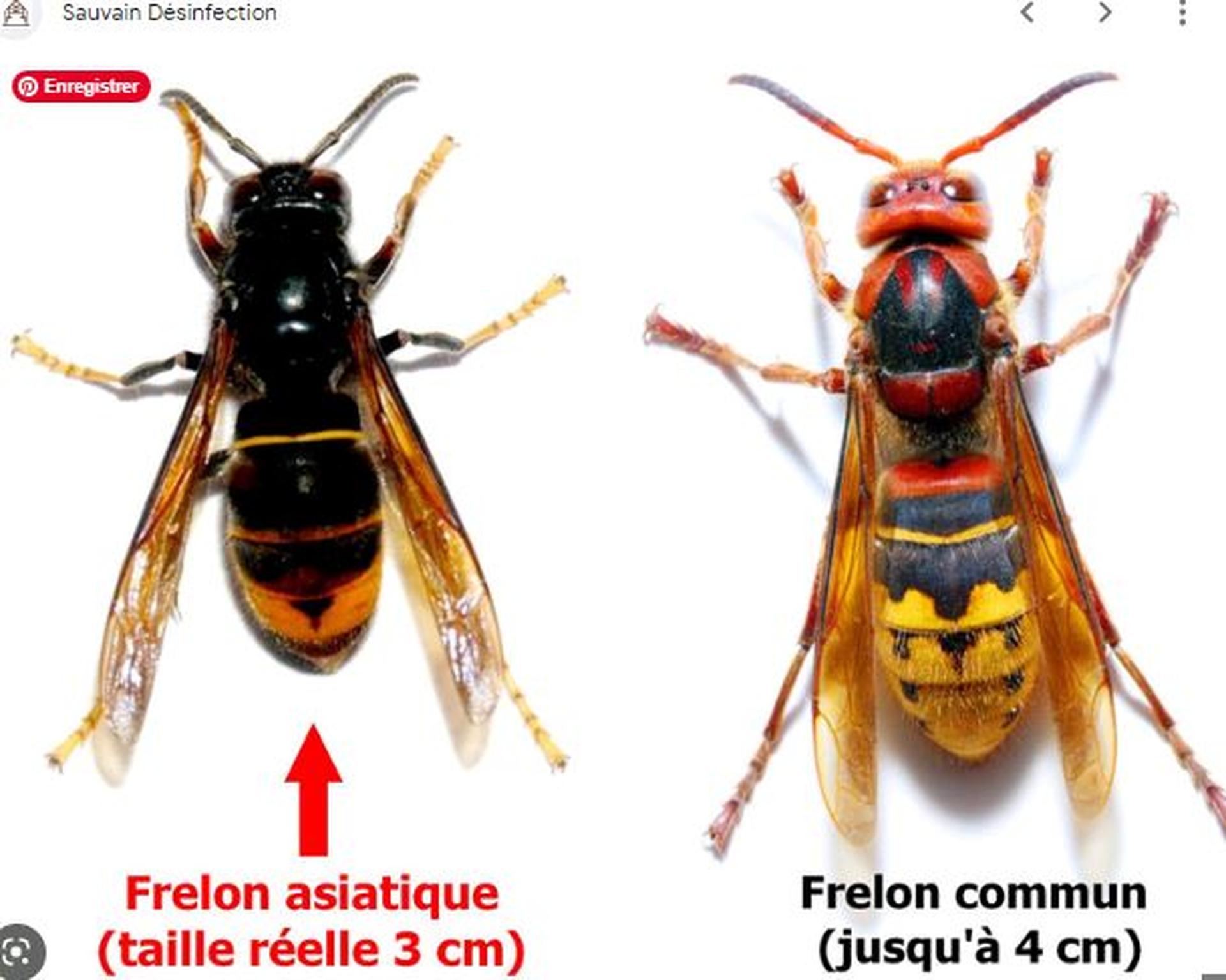 comment différencier frelon classique et européen? - internet comment différencier frelon classique et européen?